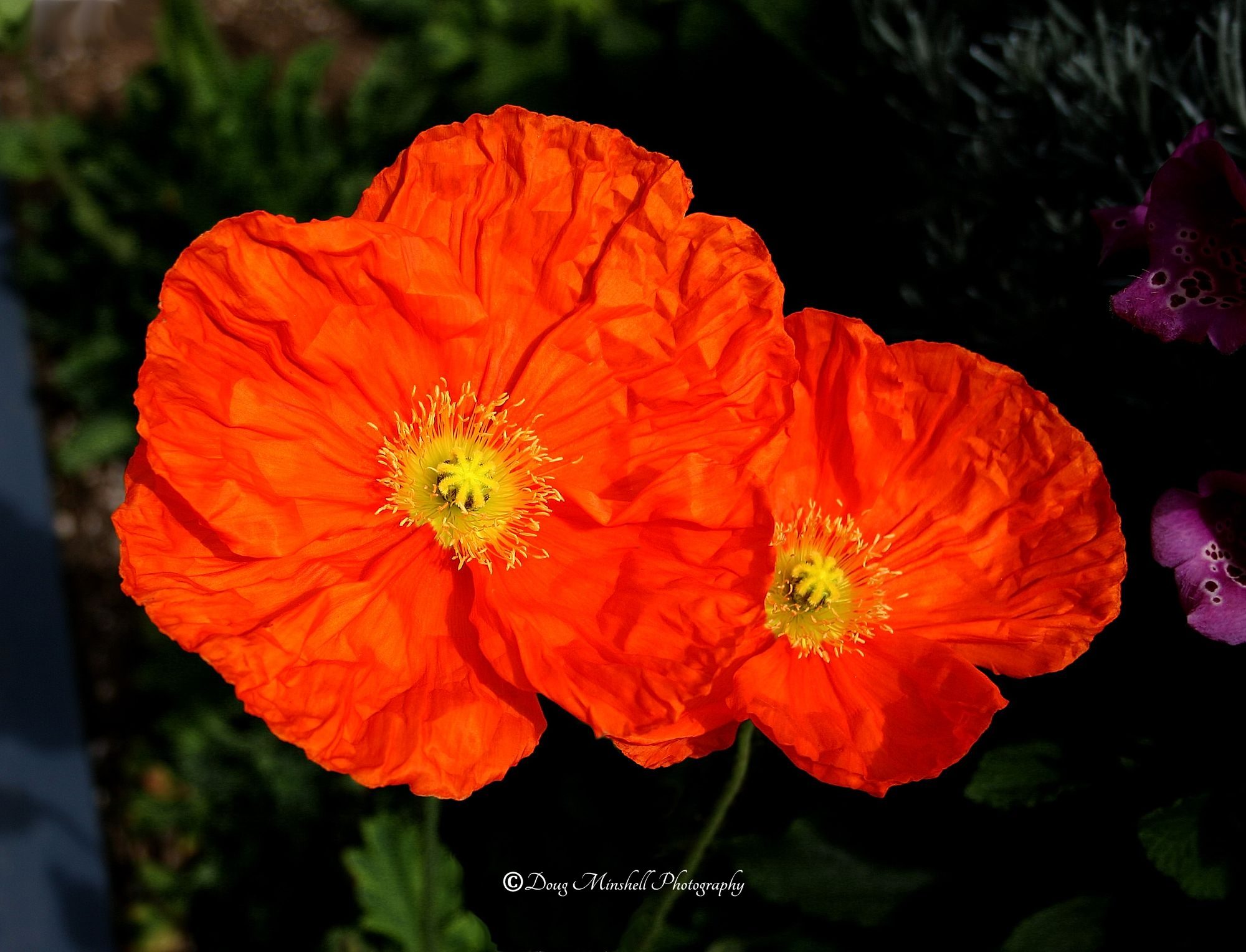 Double Iceland Poppies