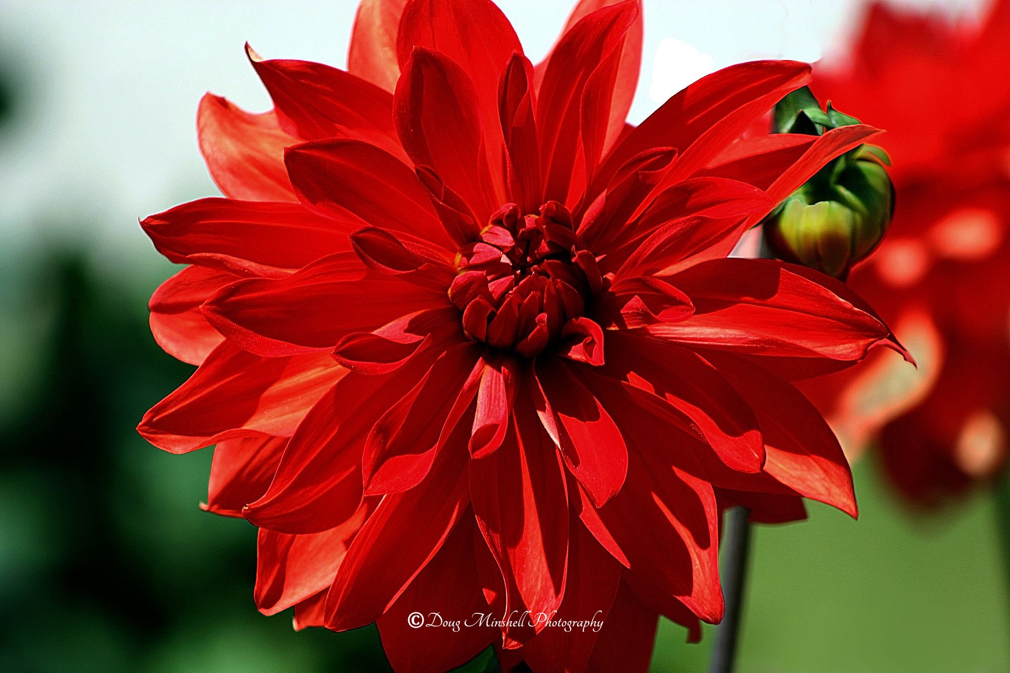 Red Dahlia