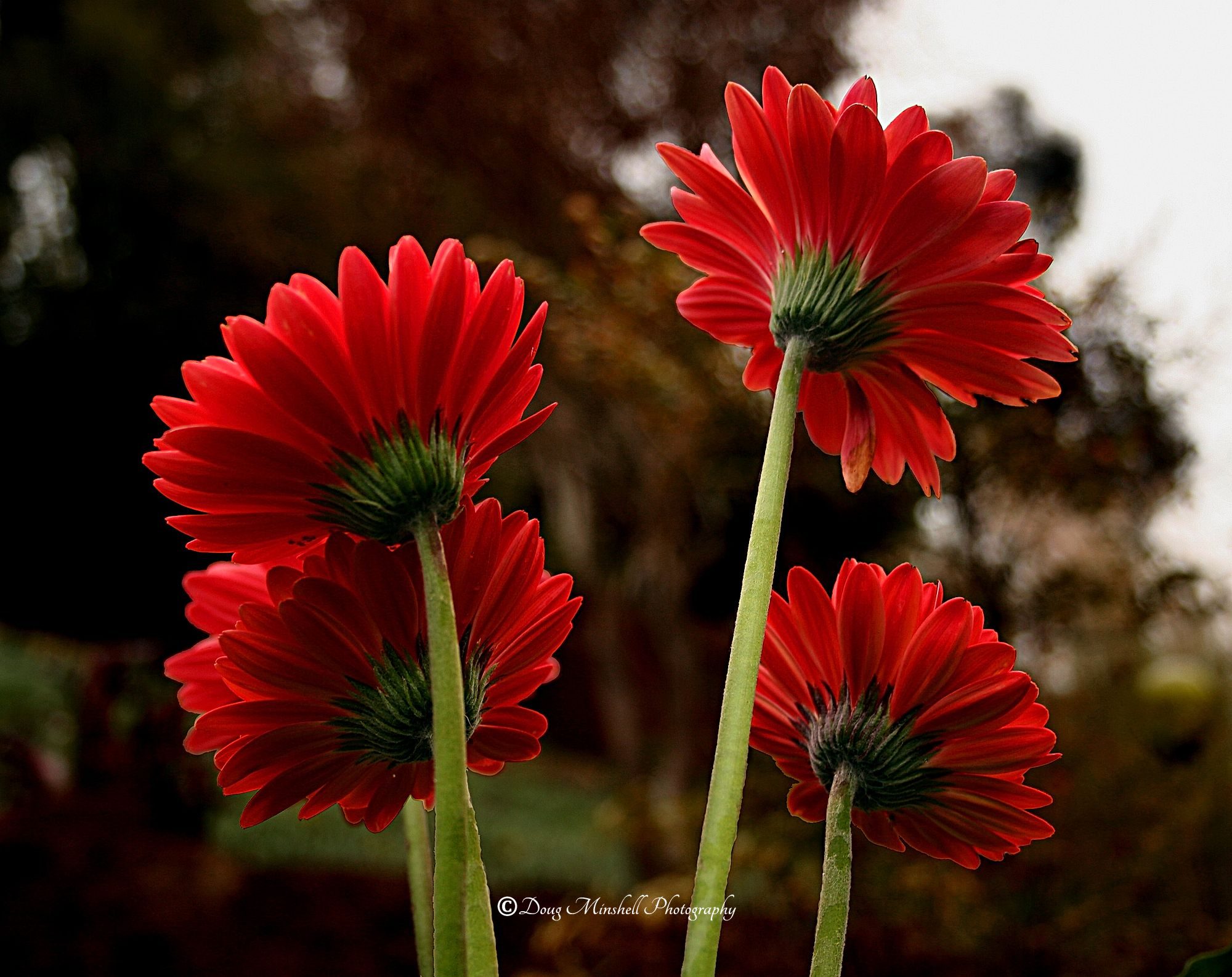 Under the Gerbera Daisies