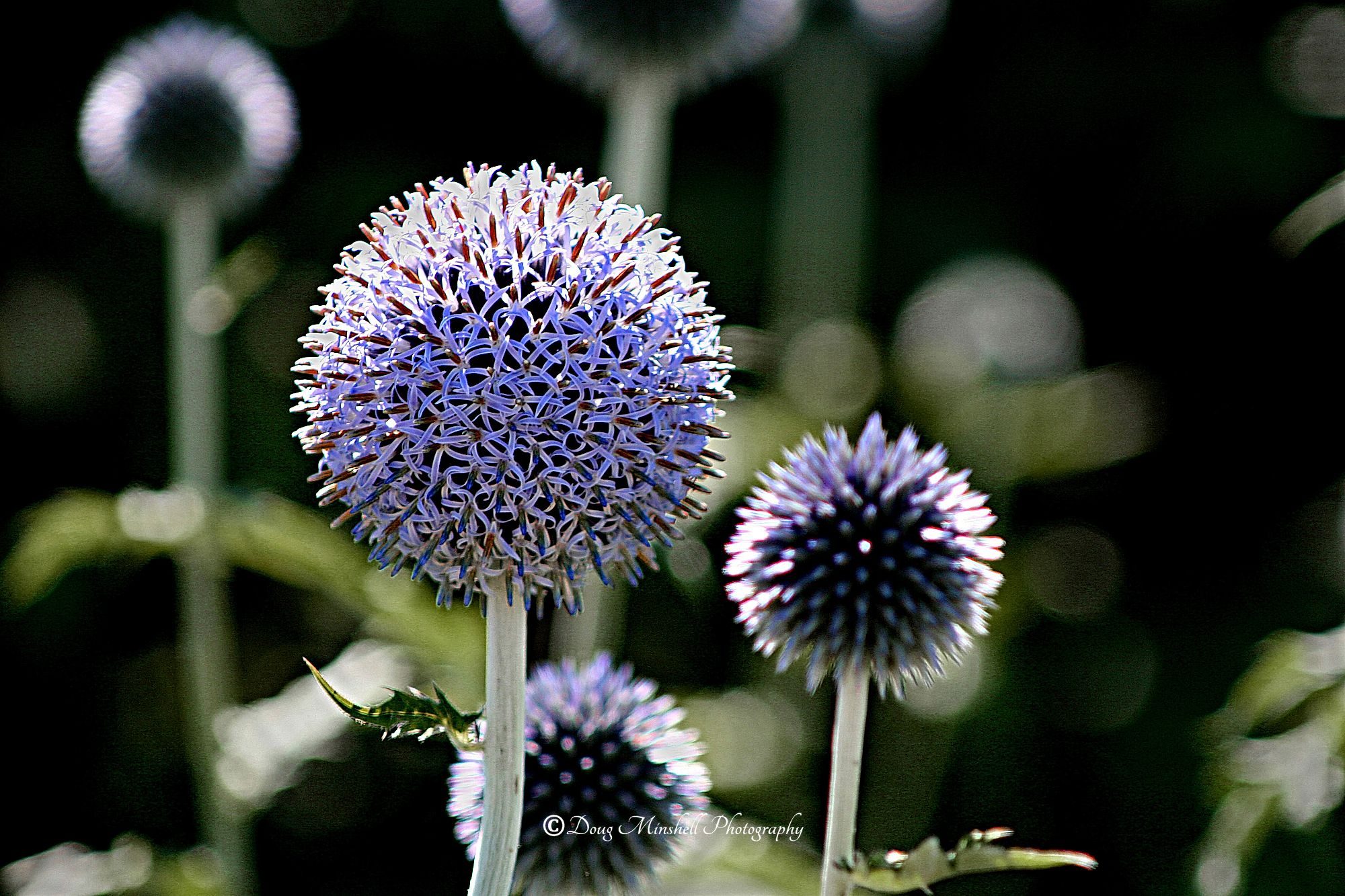 Globe Thistle