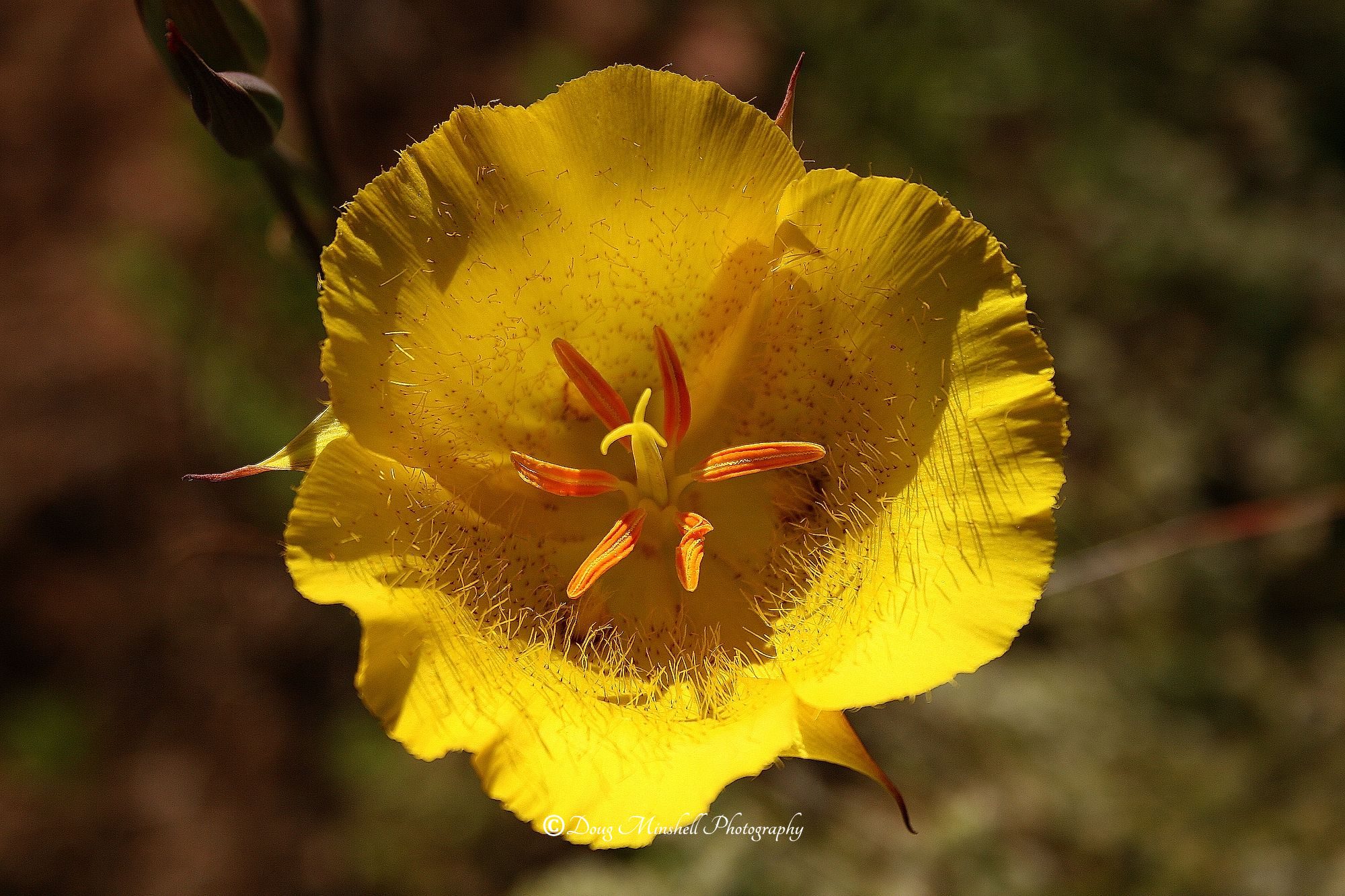 Yellow Mariposa Lily