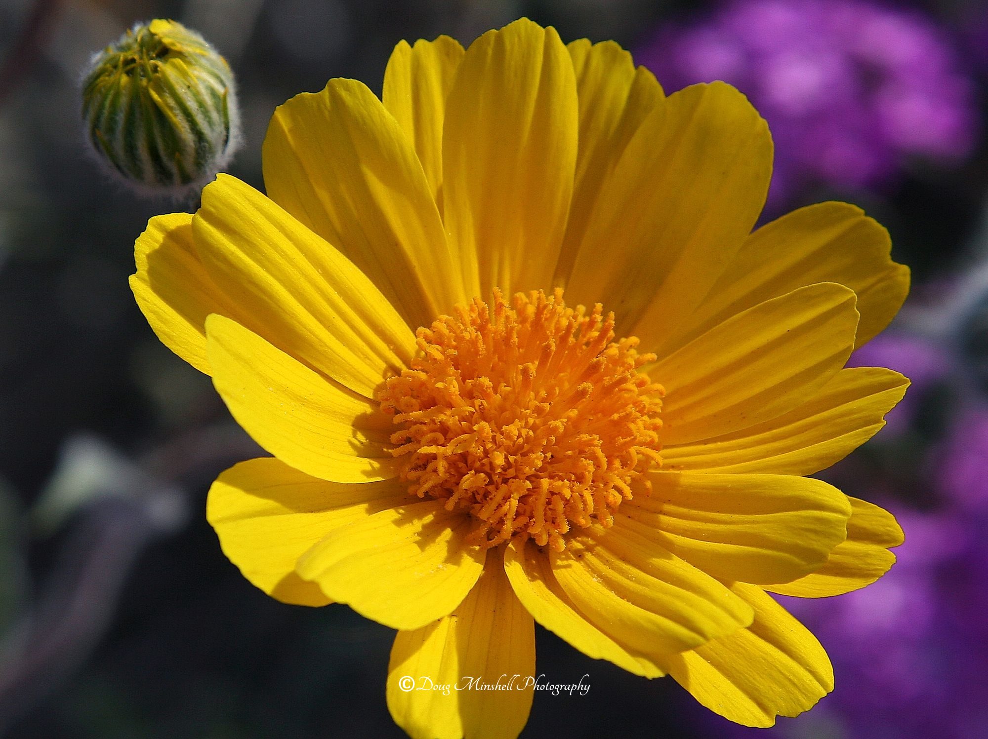 Desert Sunflower