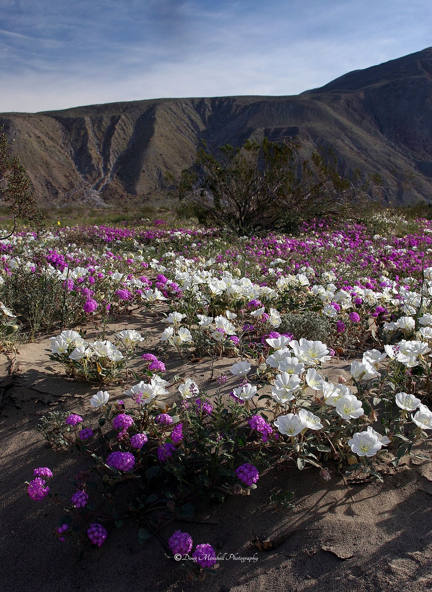 Super Bloom