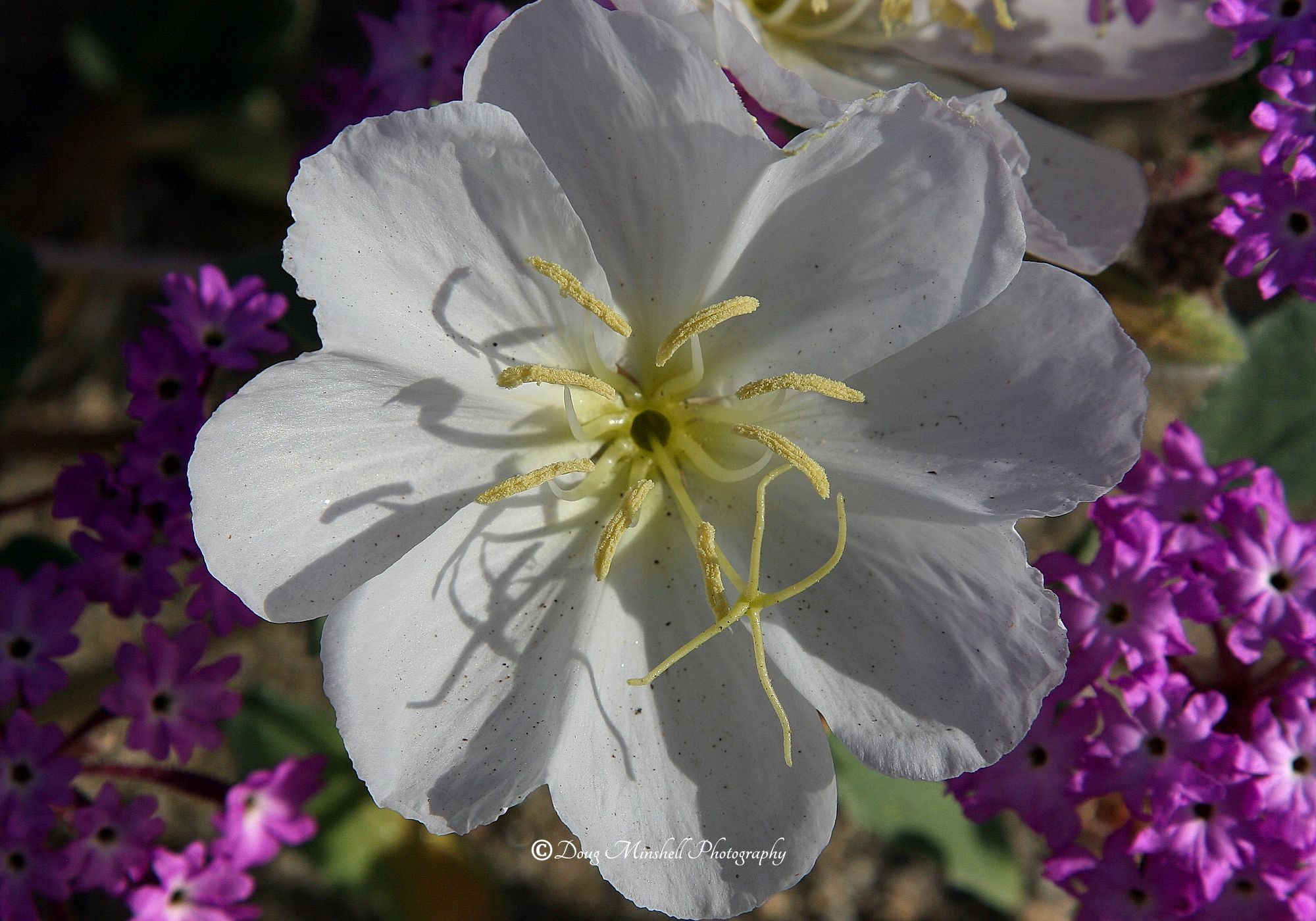 Dune Evening Primrose