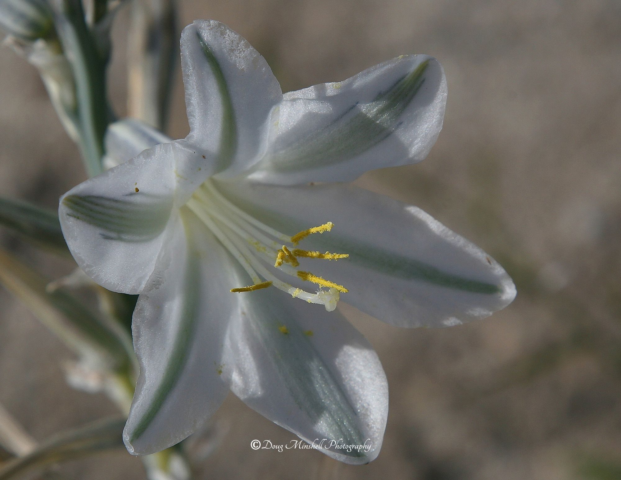 Desert Lily
