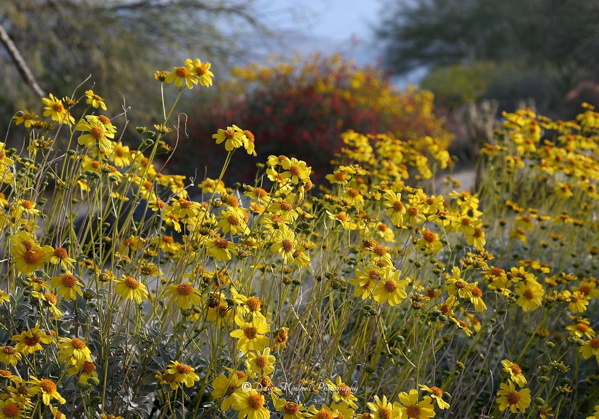 Brittlebush in Full Bloom