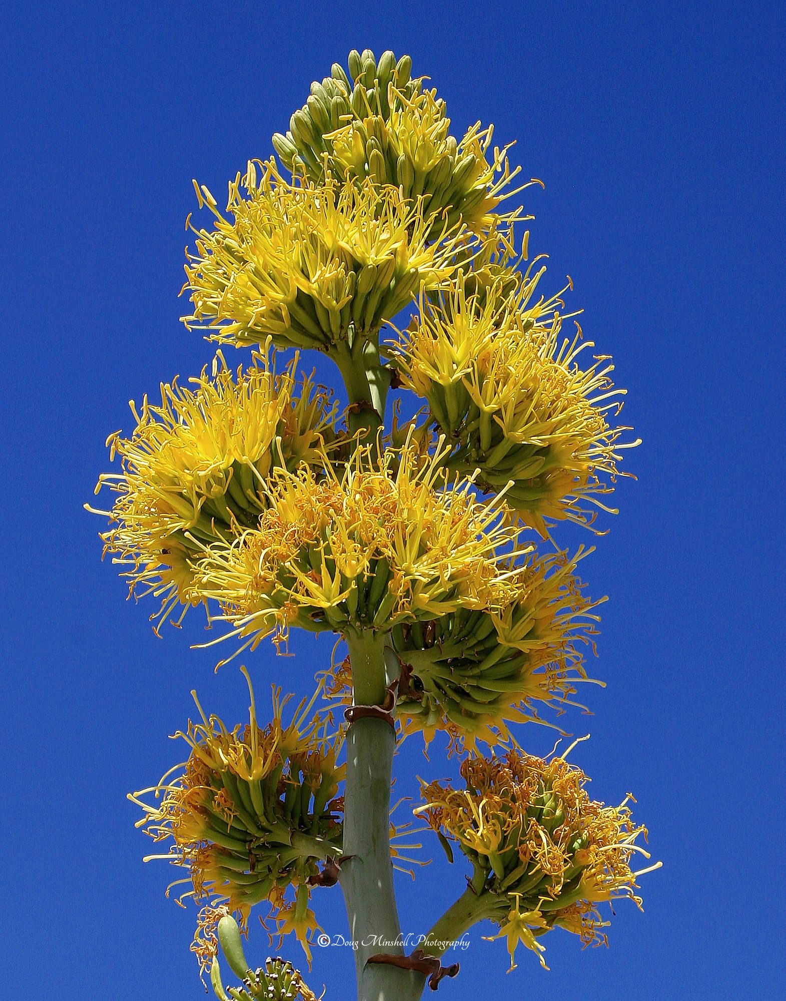 Agave Stalk