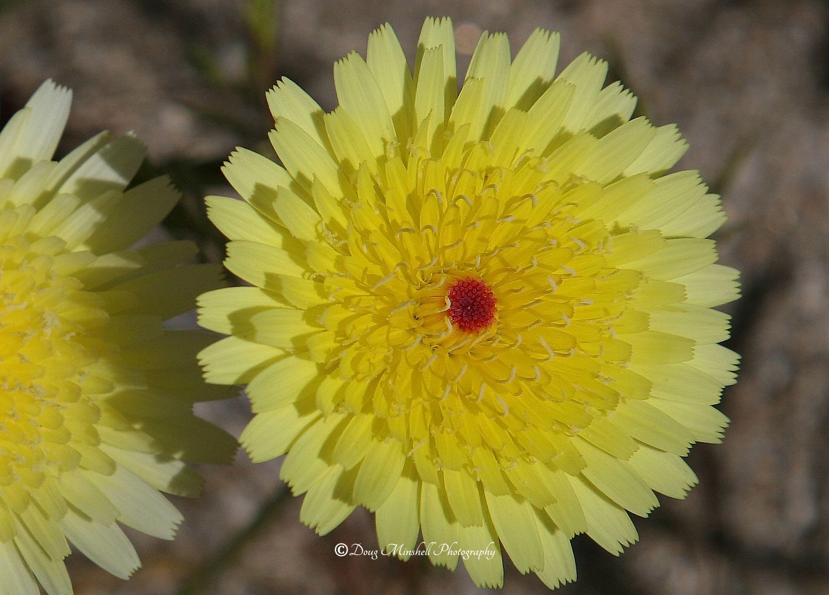 Desert Dandelion