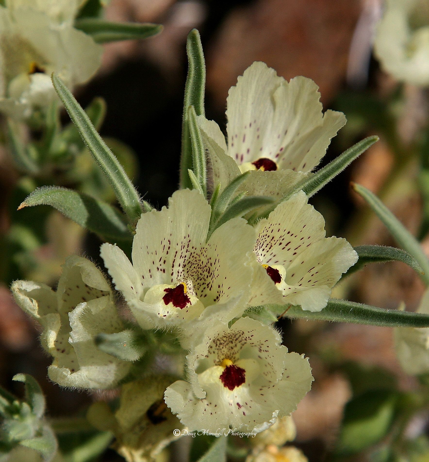 Ghost Flower