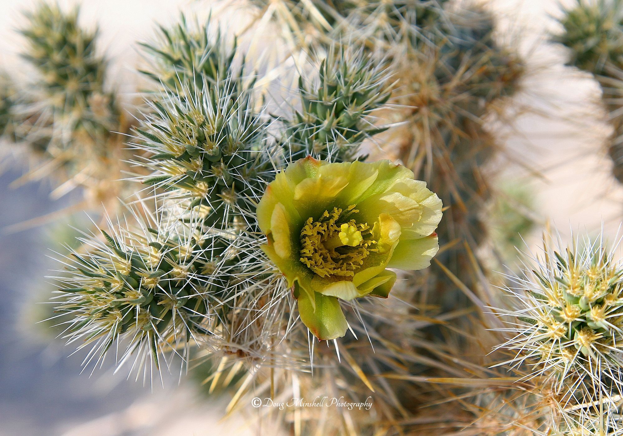 Blooming Silver Cholla