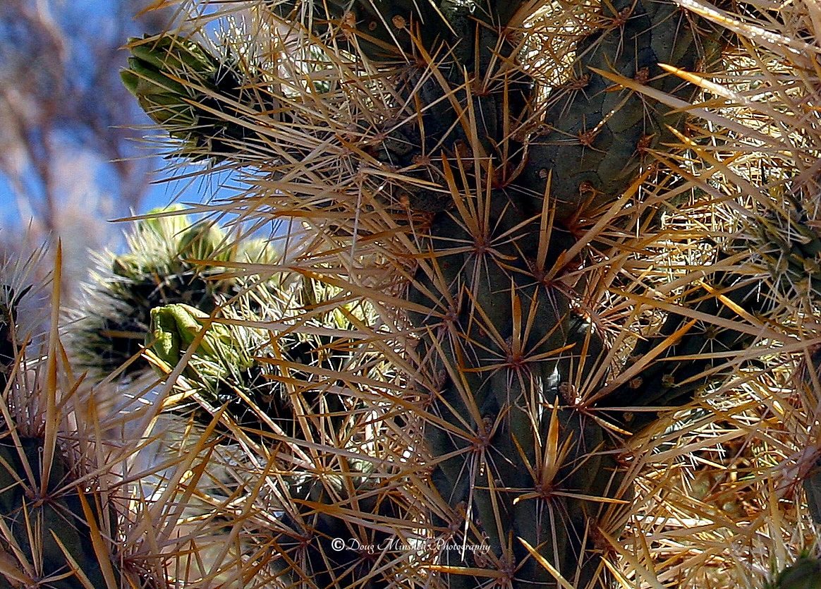 Thorny