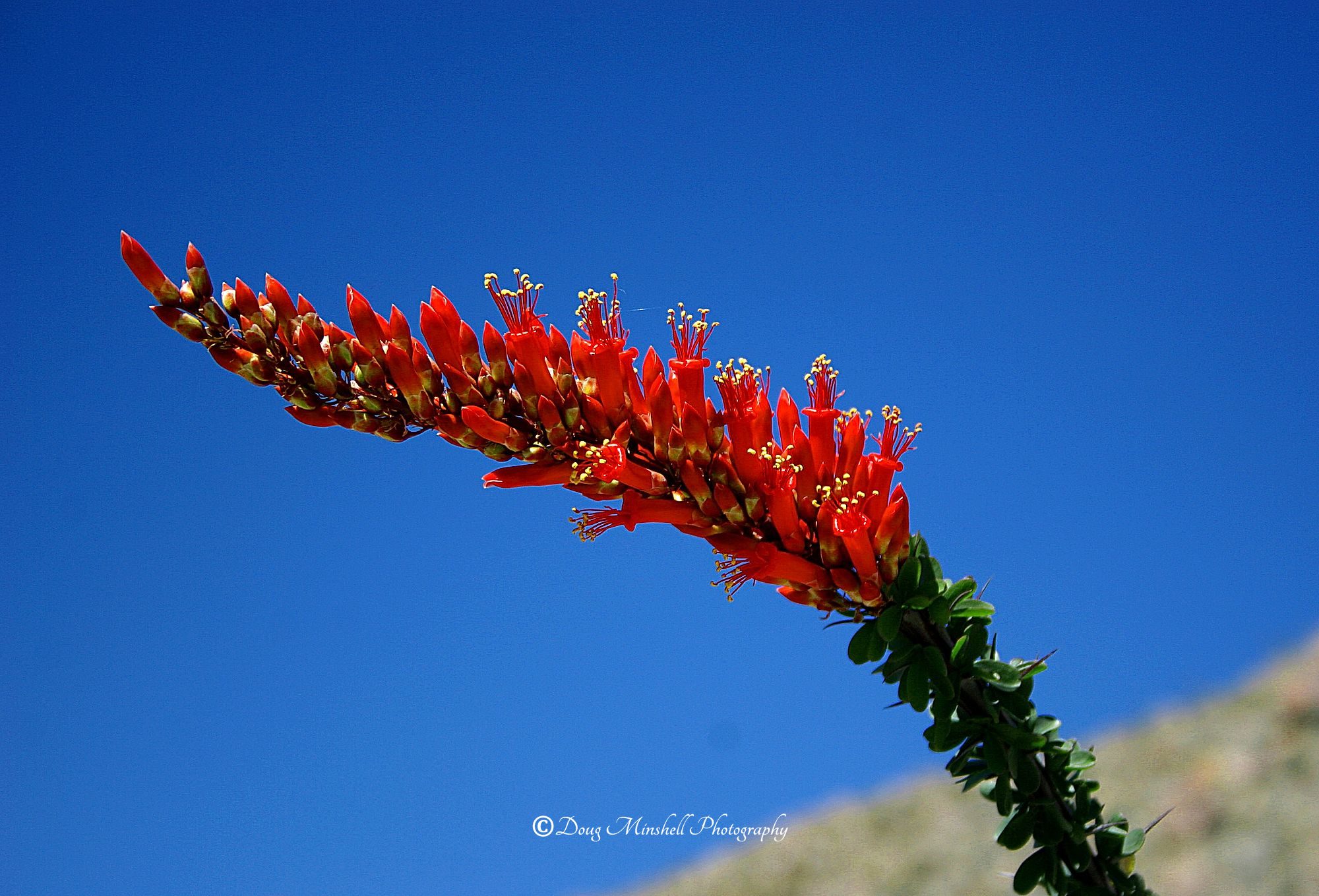 Ocotillo Bloom