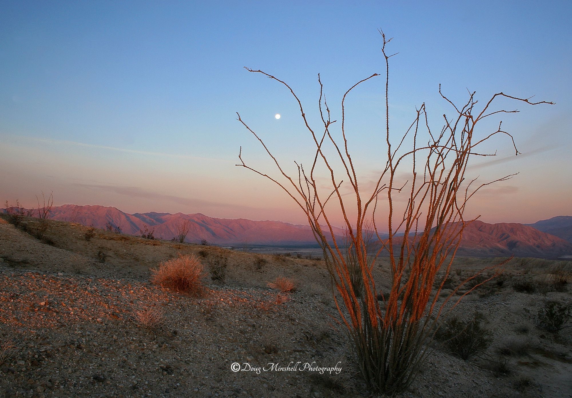 Ocotillo and the Moon