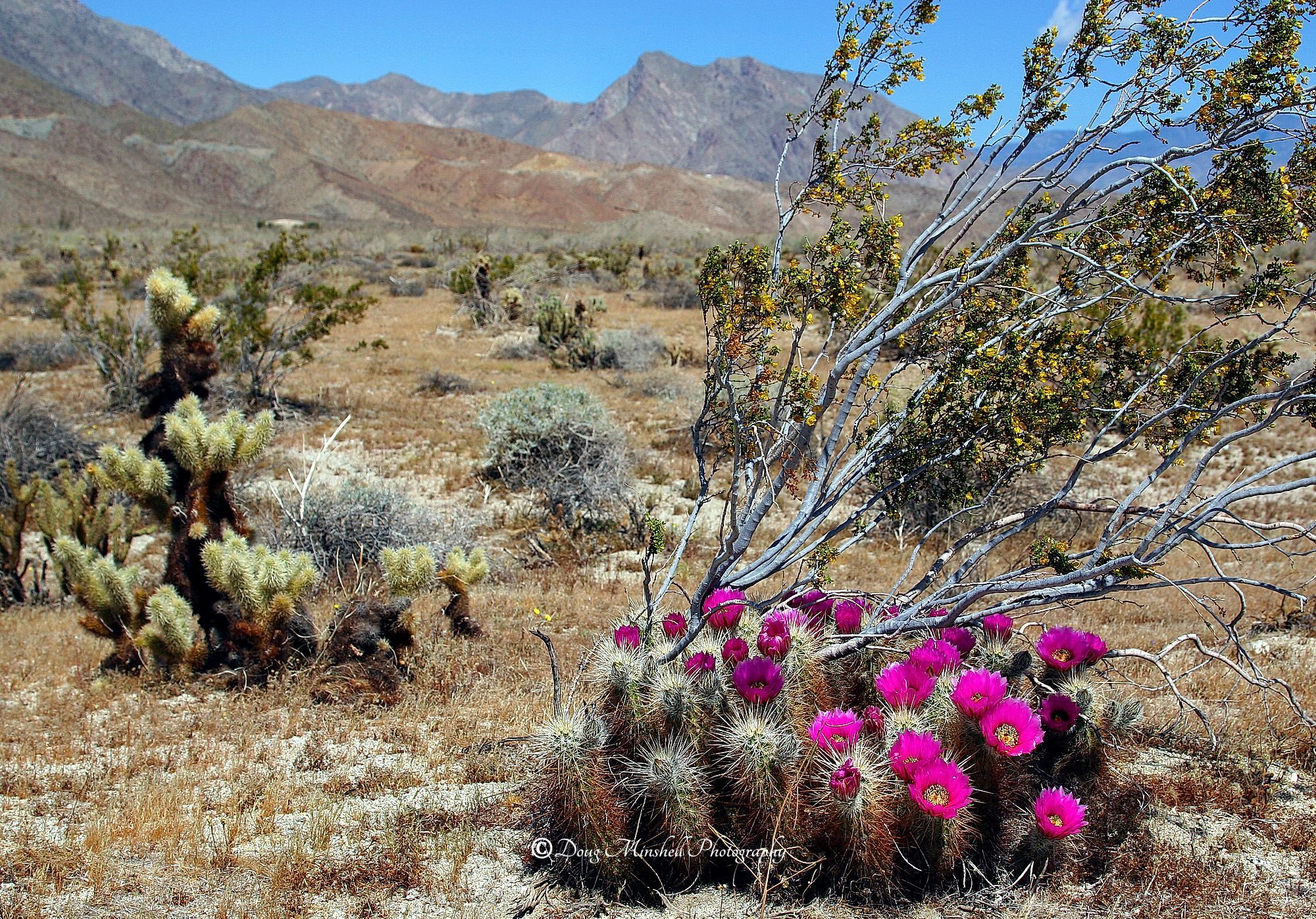 Blooming Hedgehog Cactus