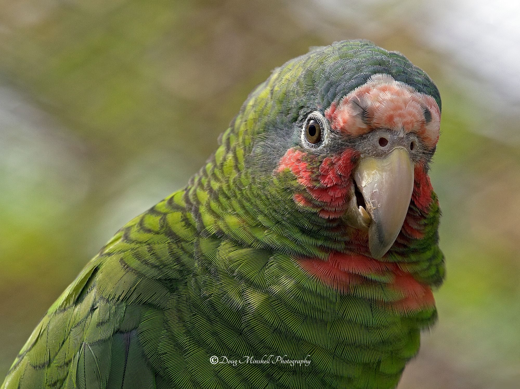 Grand Cayman Parrot
