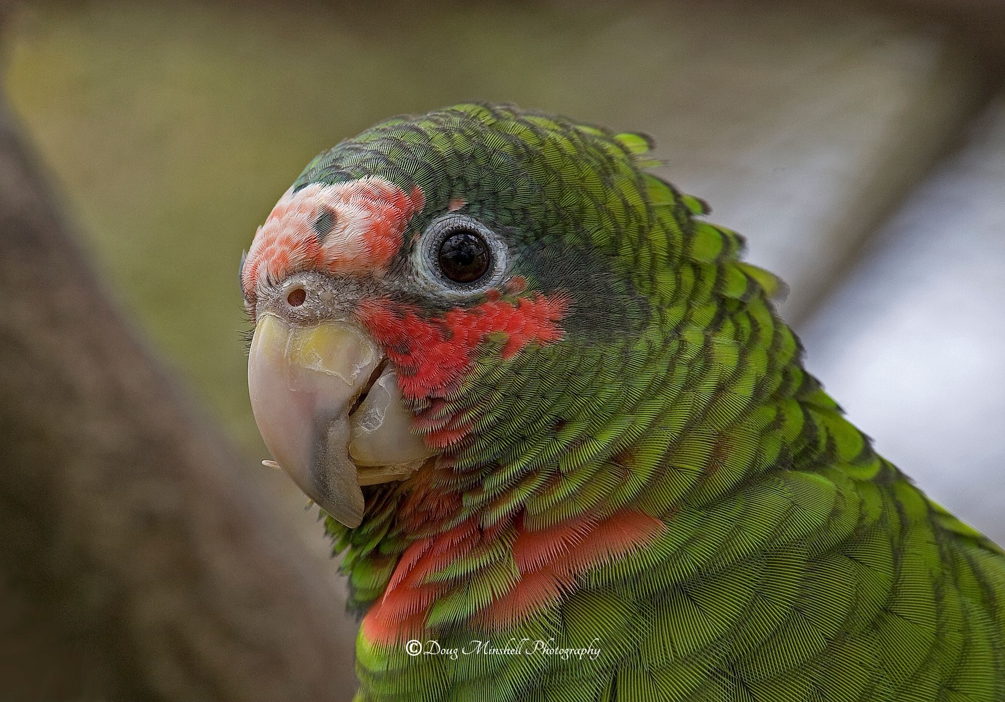 Grand Cayman Parrot Profile