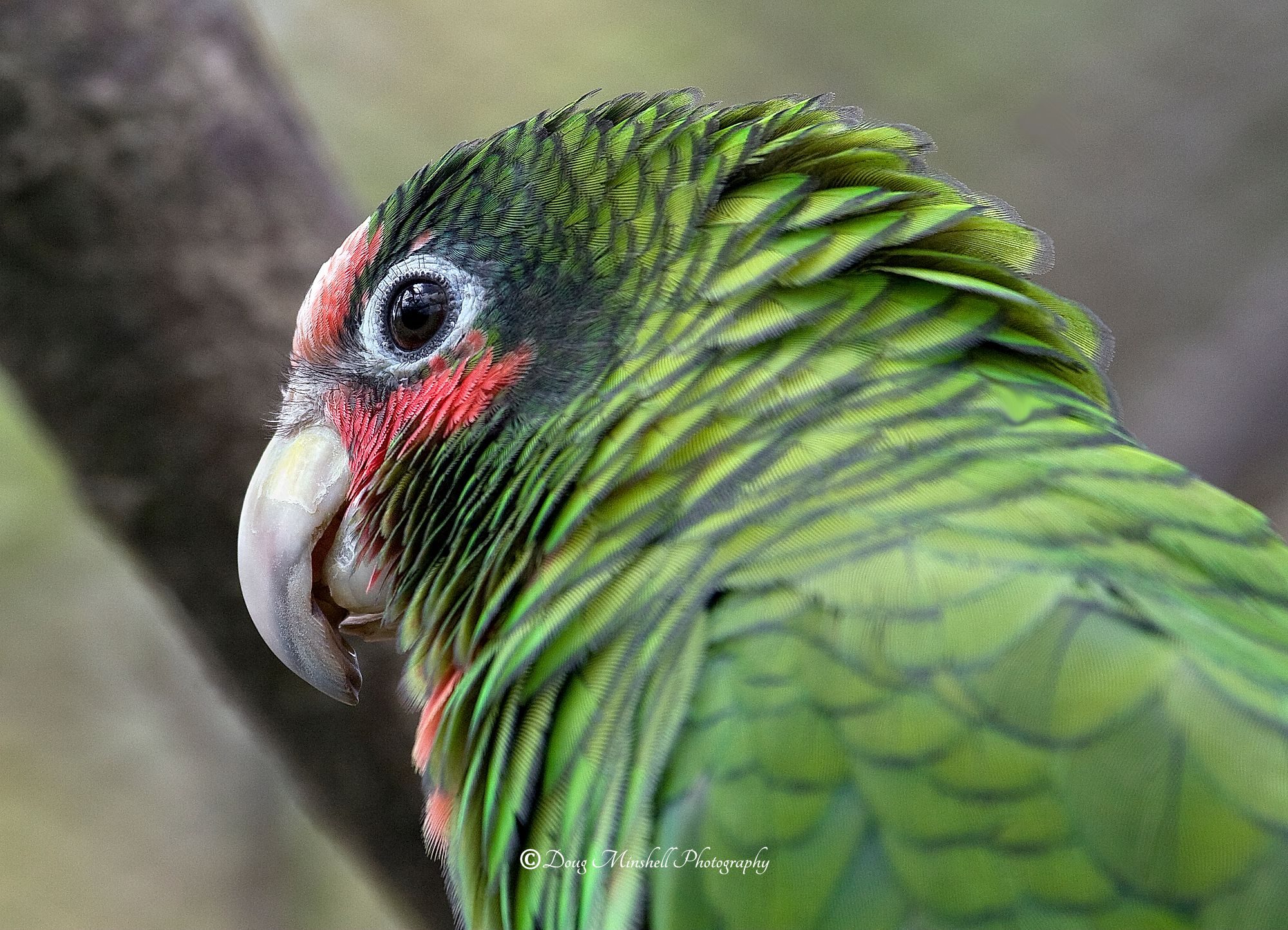 Scalloped Feathers