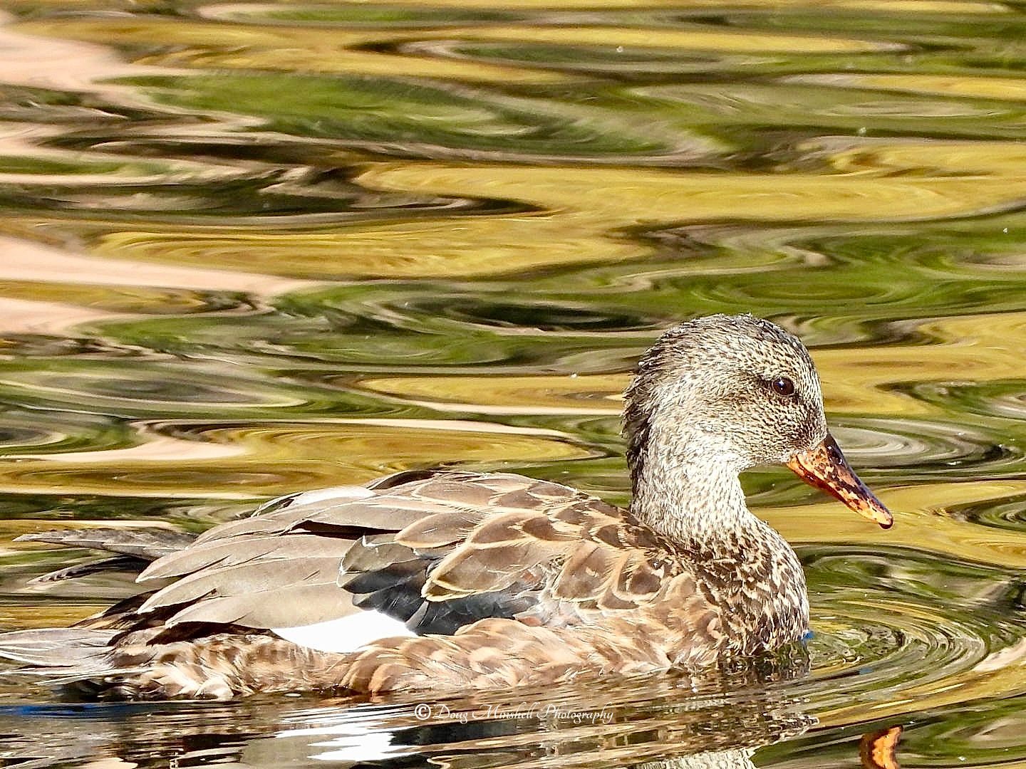 Gadwall on Upper Twin Lake