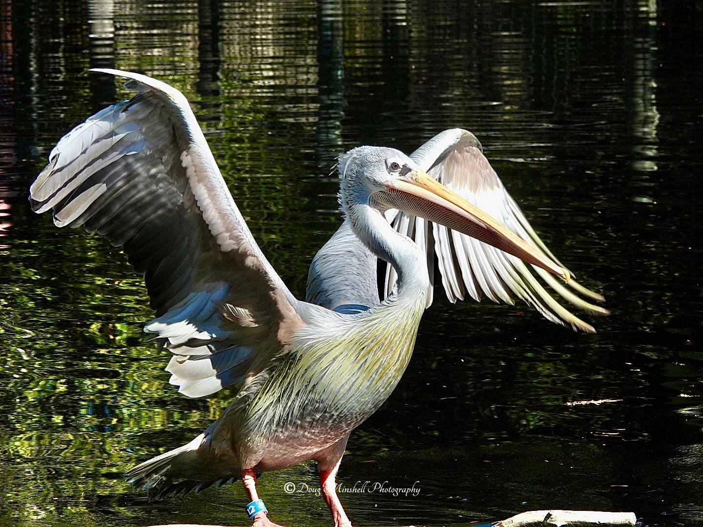 Pelican Stretch