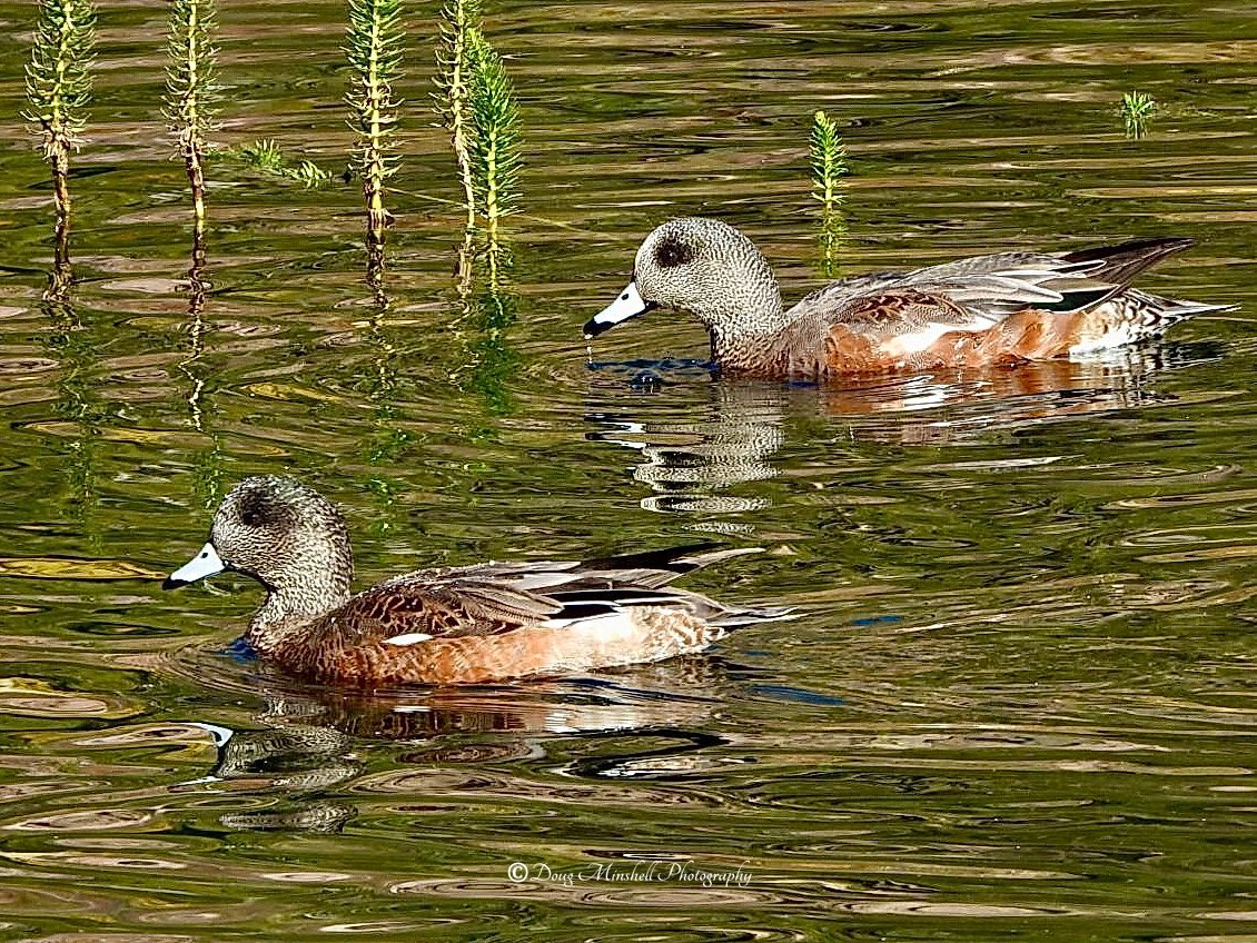 American Wigeons