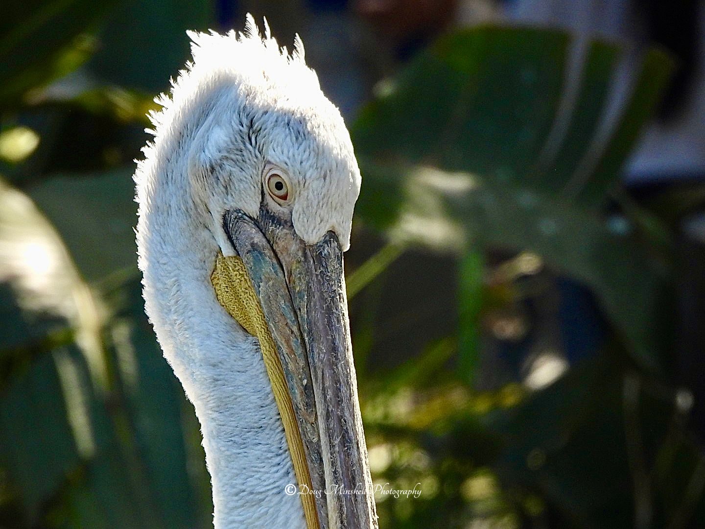 Dalmatian Pelican