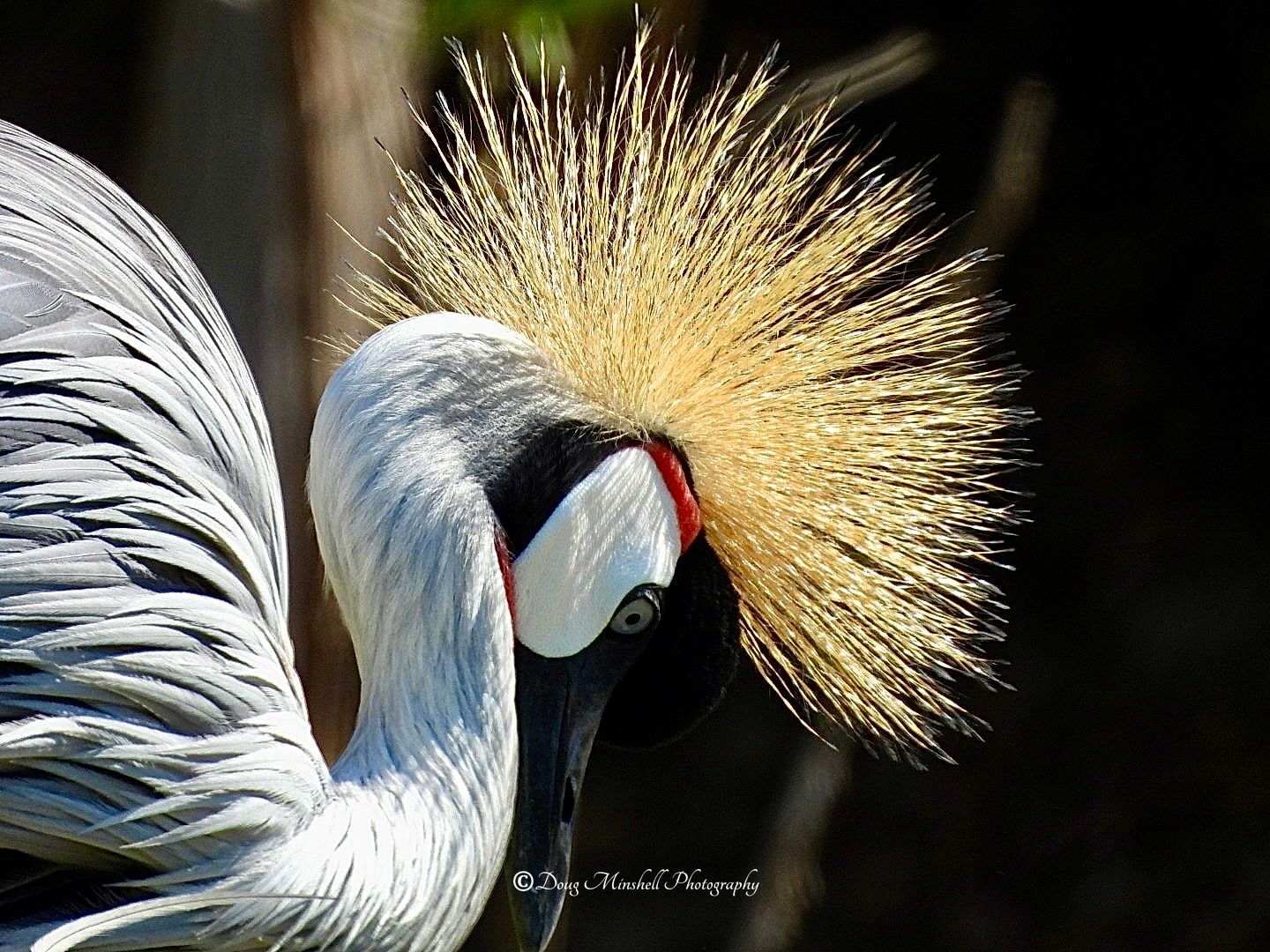 Grey Crowned Crane
