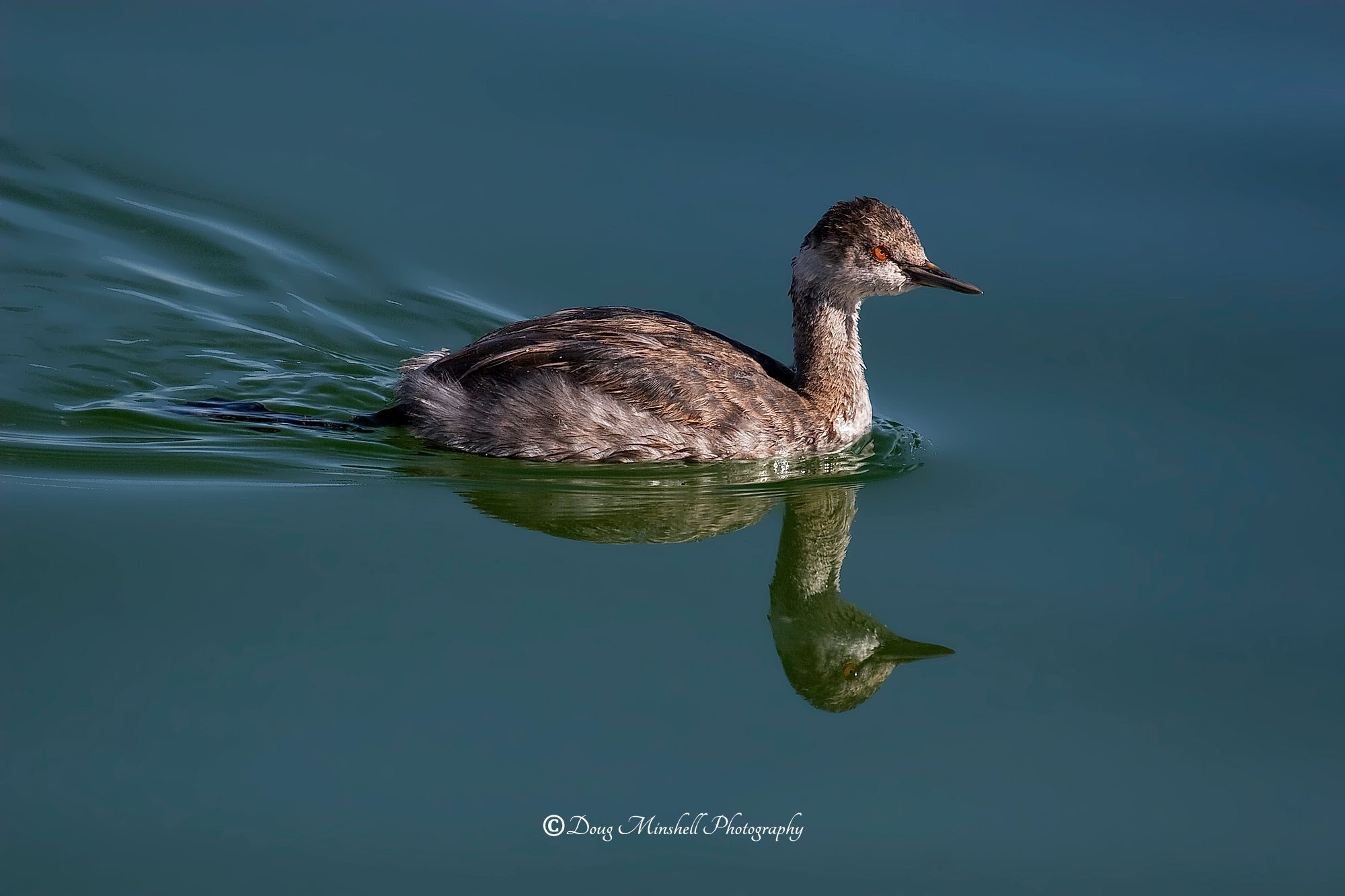 Eared Grebe