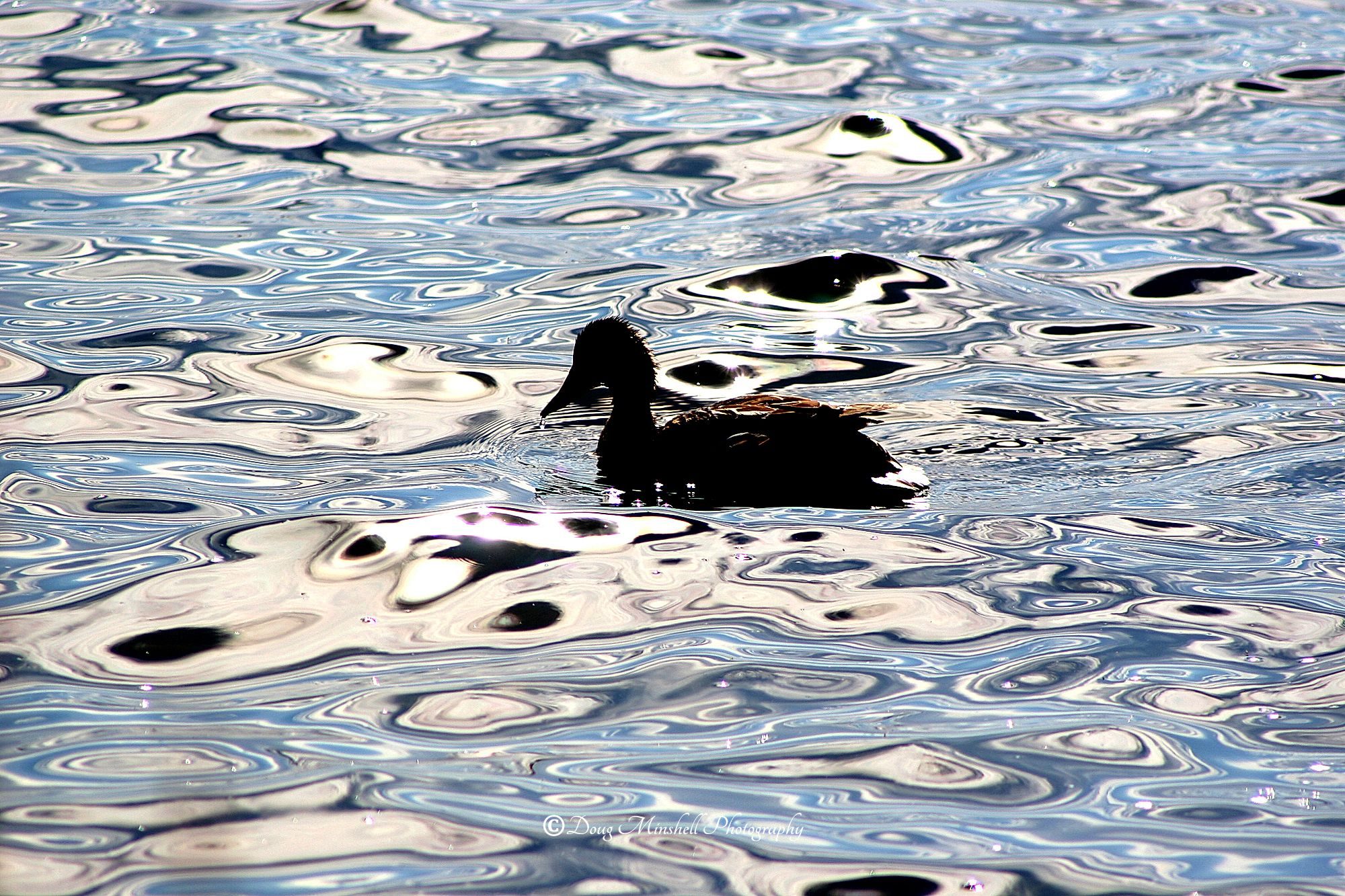 Psychedelic Duck