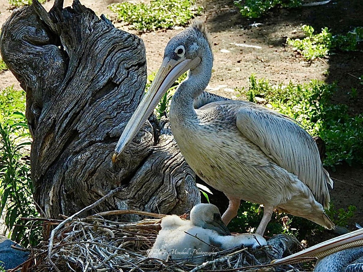 Pink-backed Pelican