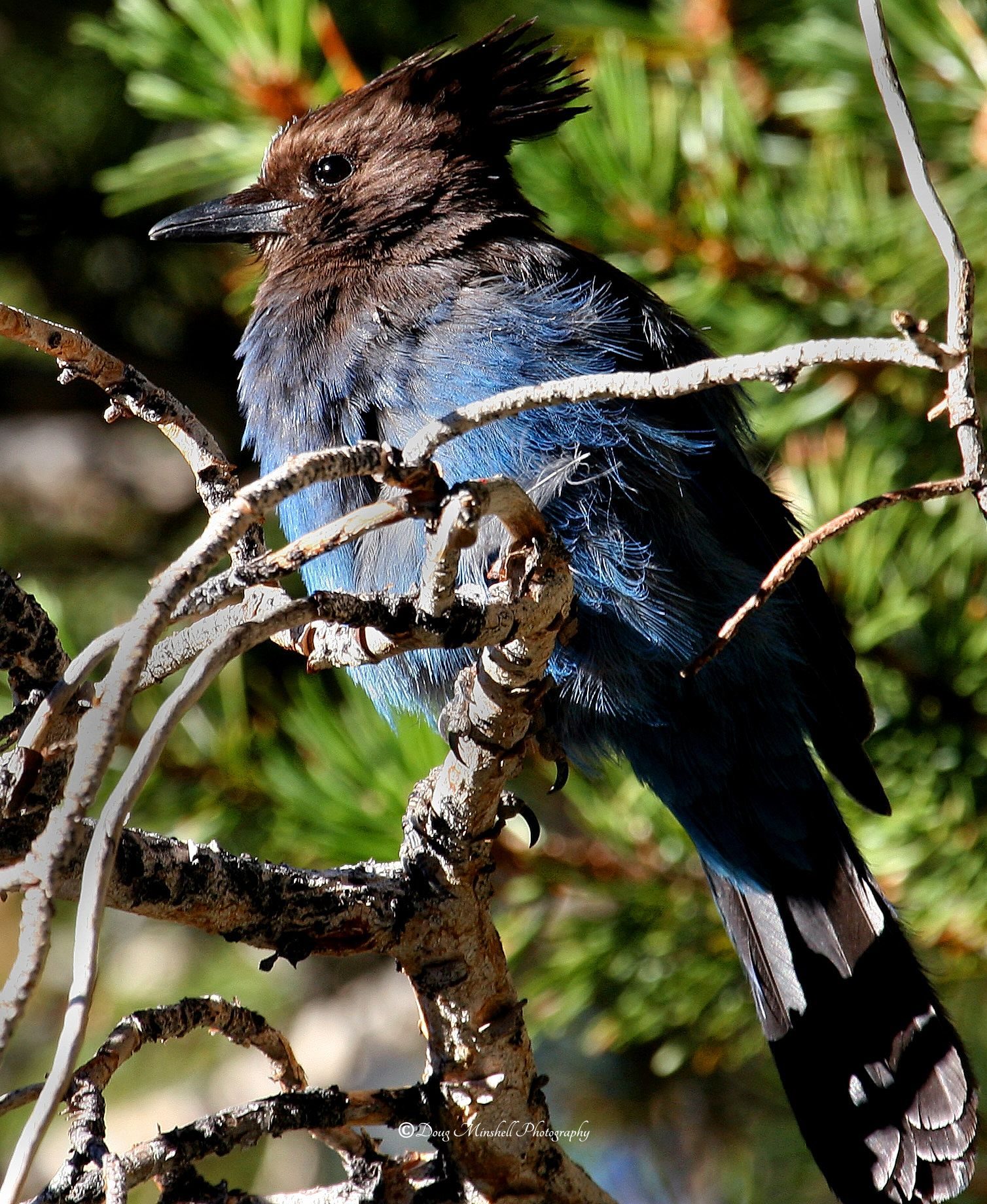 Steller's Jay