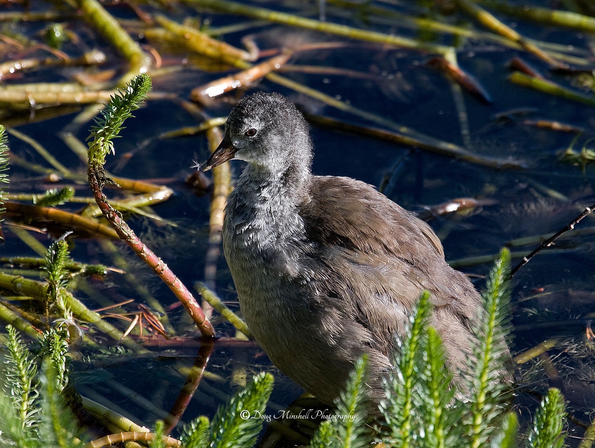 American Coot Baby