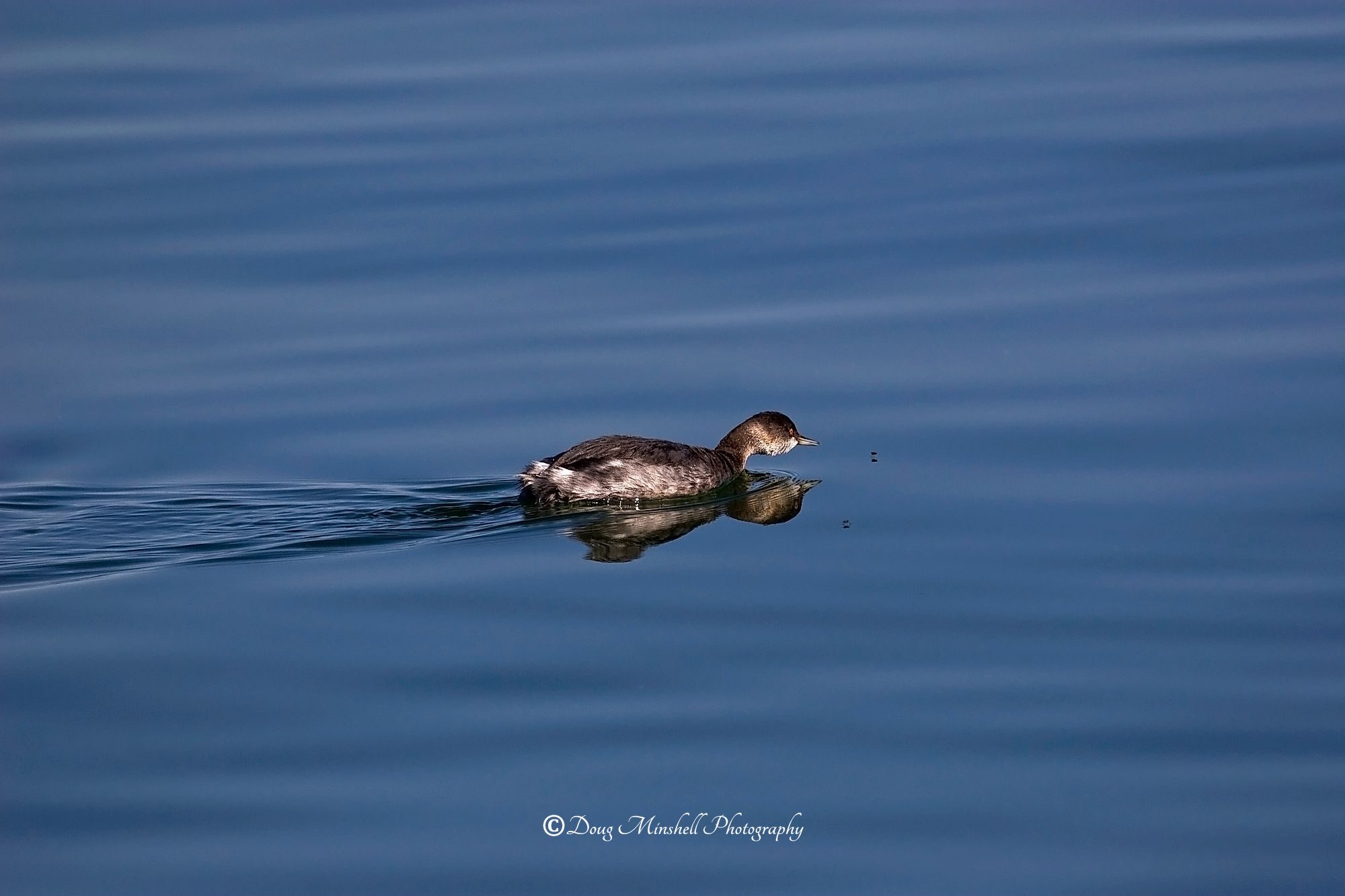 Eared Grebe Closing In