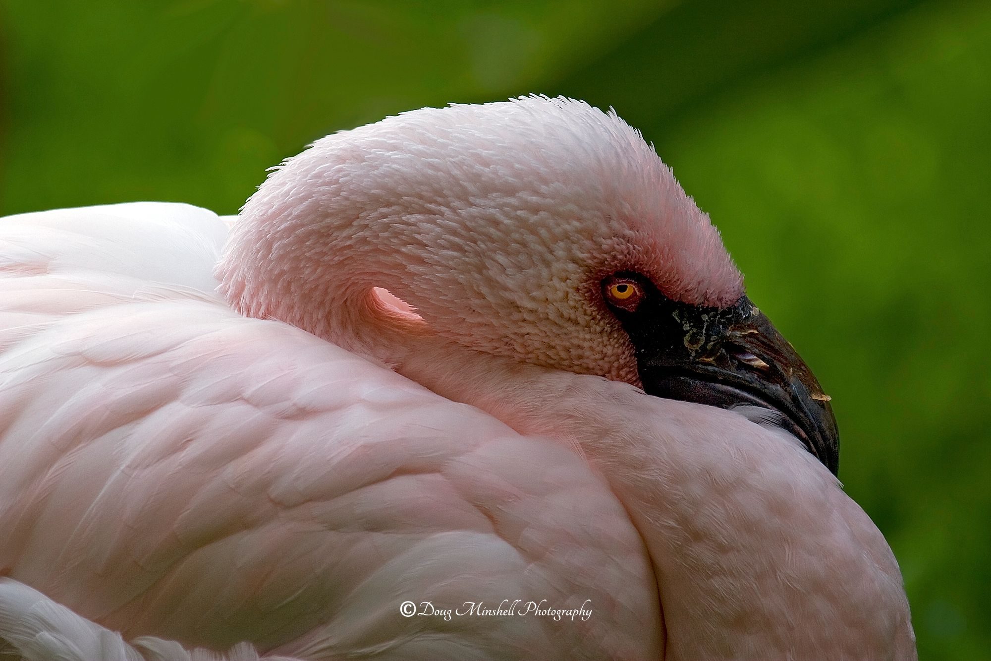 Lesser Flamingo Naptime