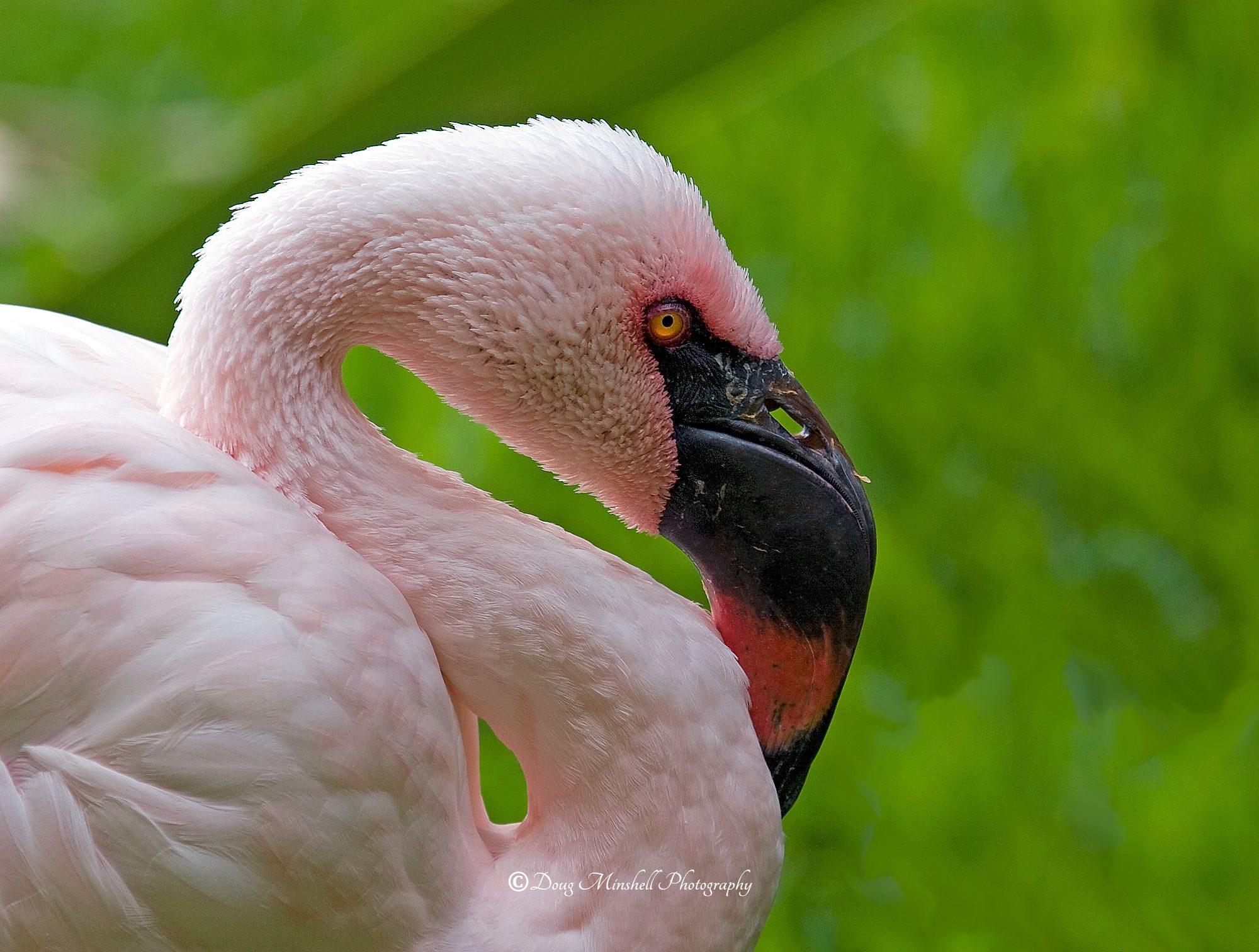 Lesser Flamingo Profile