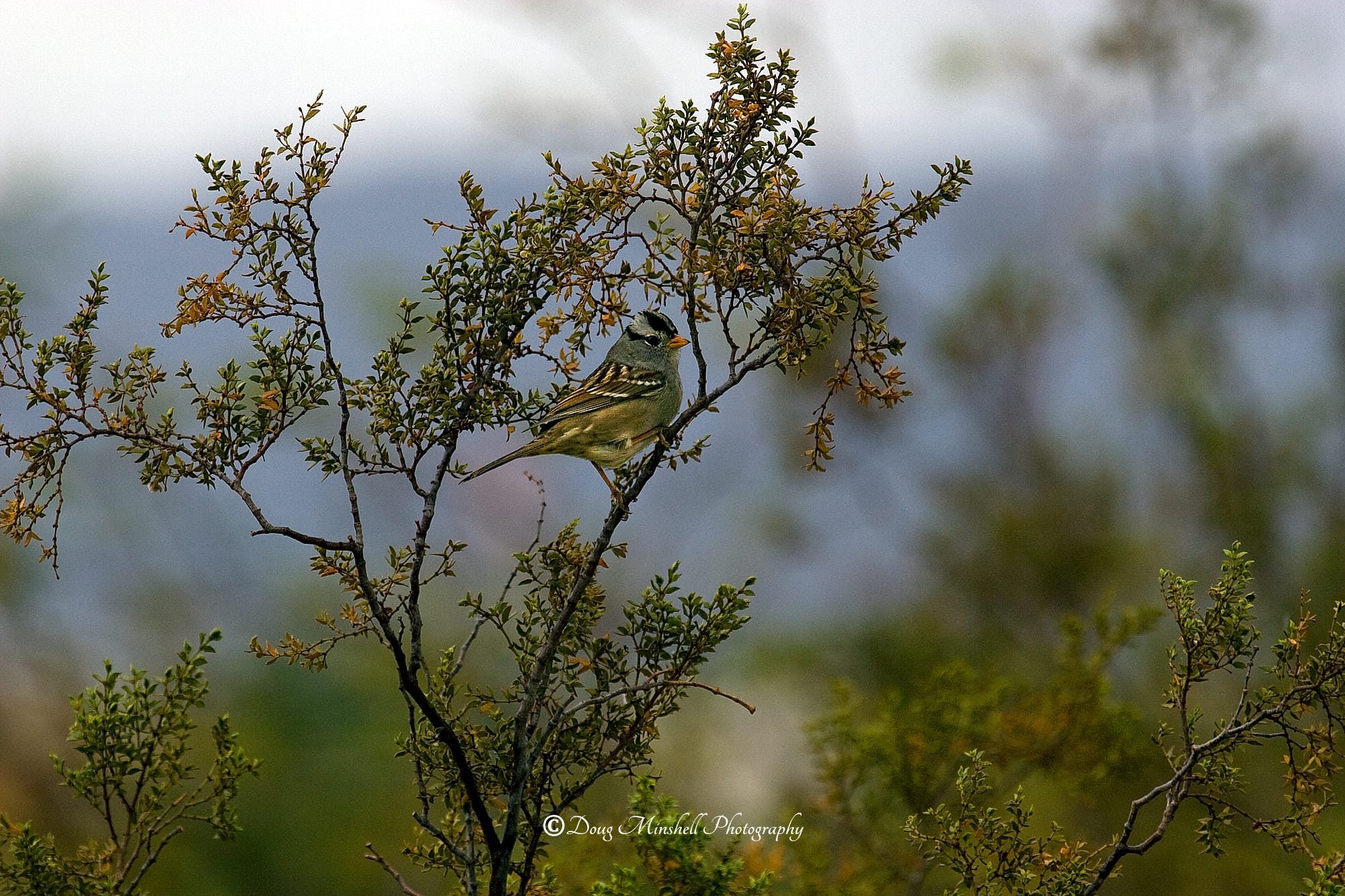 Sparrow  on a Creosote